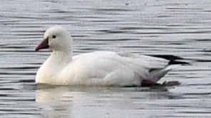 Ross's Goose - ML645408256