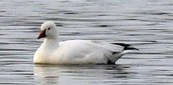 Ross's Goose - ML645408257