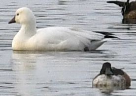 Ross's Goose - ML645408258