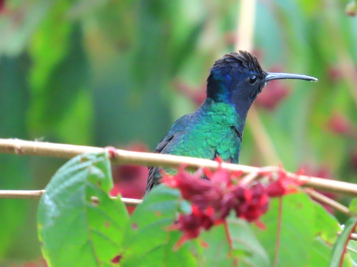 Golden-tailed Sapphire - ML645408263