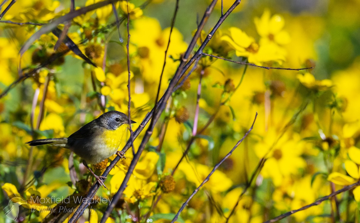 Mascarita Común (grupo trichas) - ML645408265