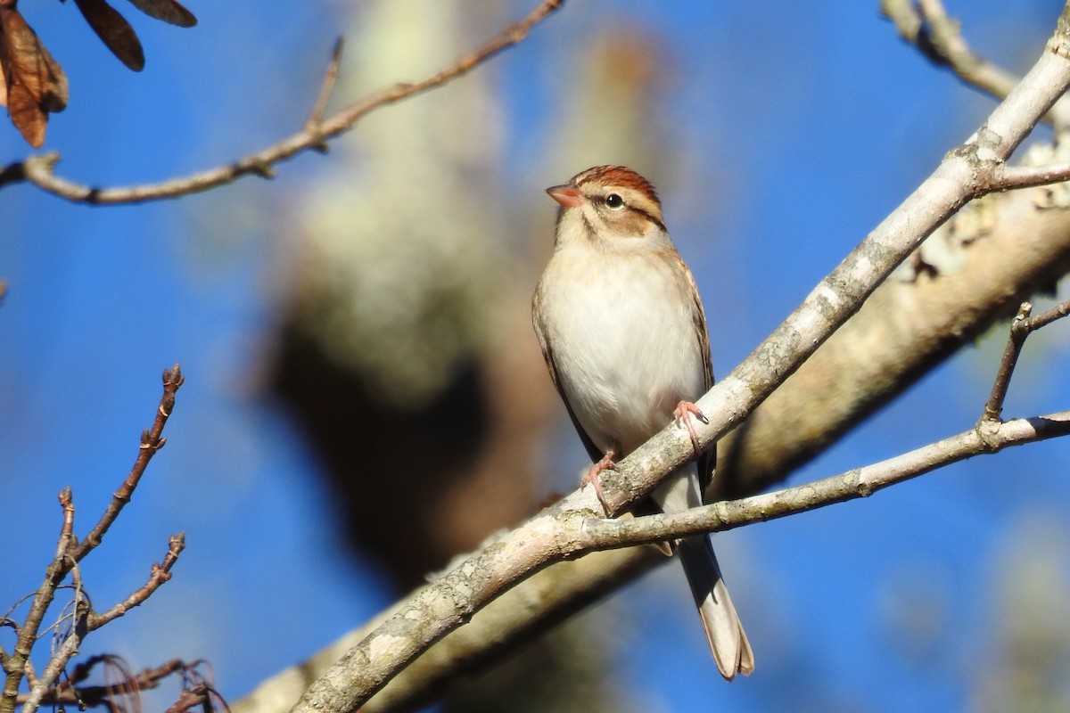 Chipping Sparrow - ML645408271