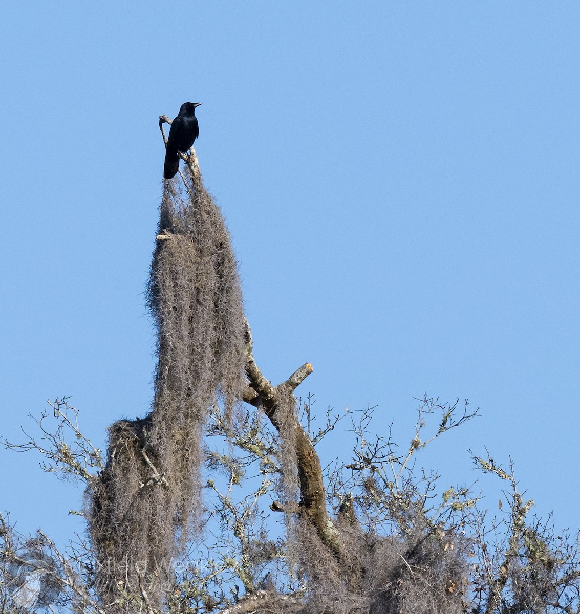 Cuervo Pescador - ML645408272