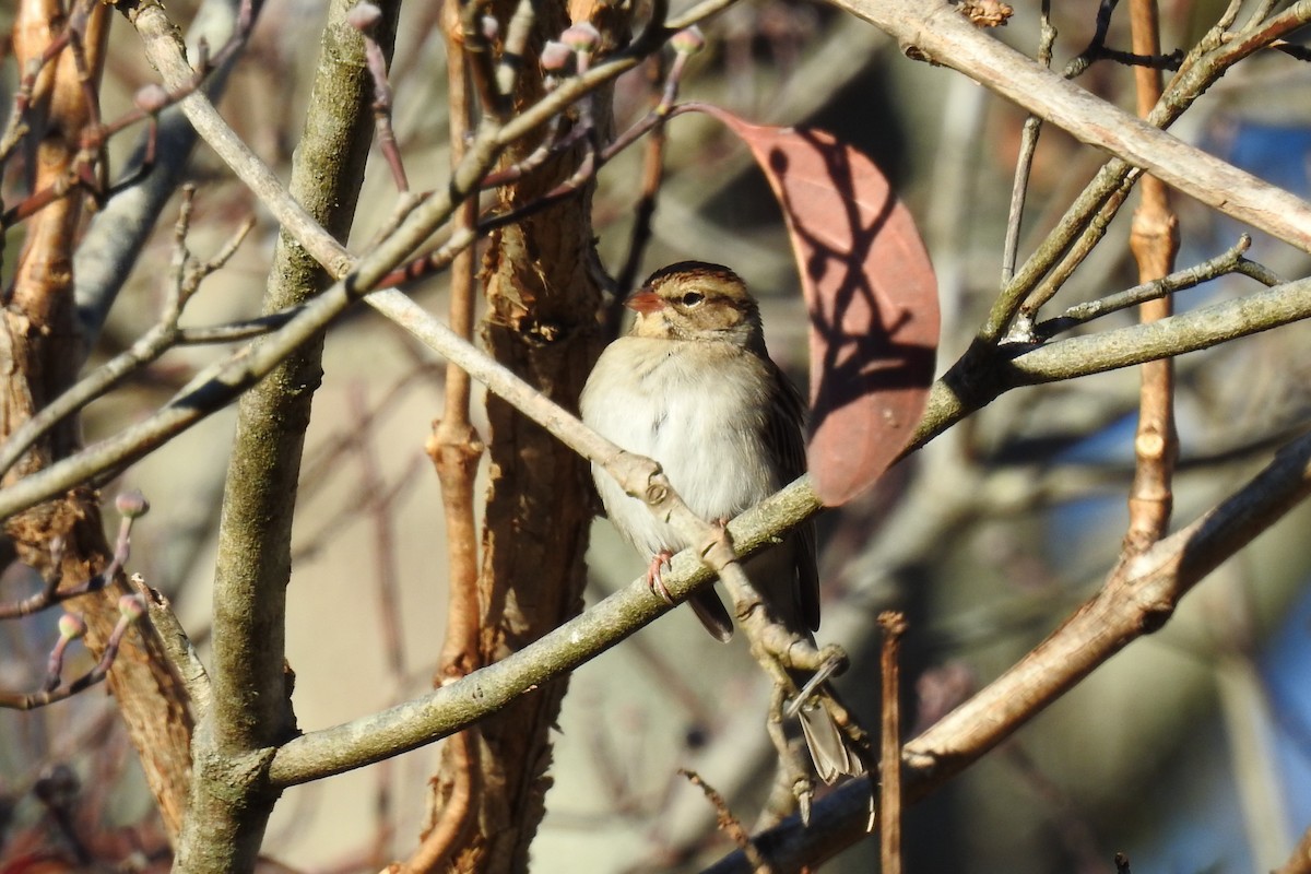 Chipping Sparrow - ML645408273
