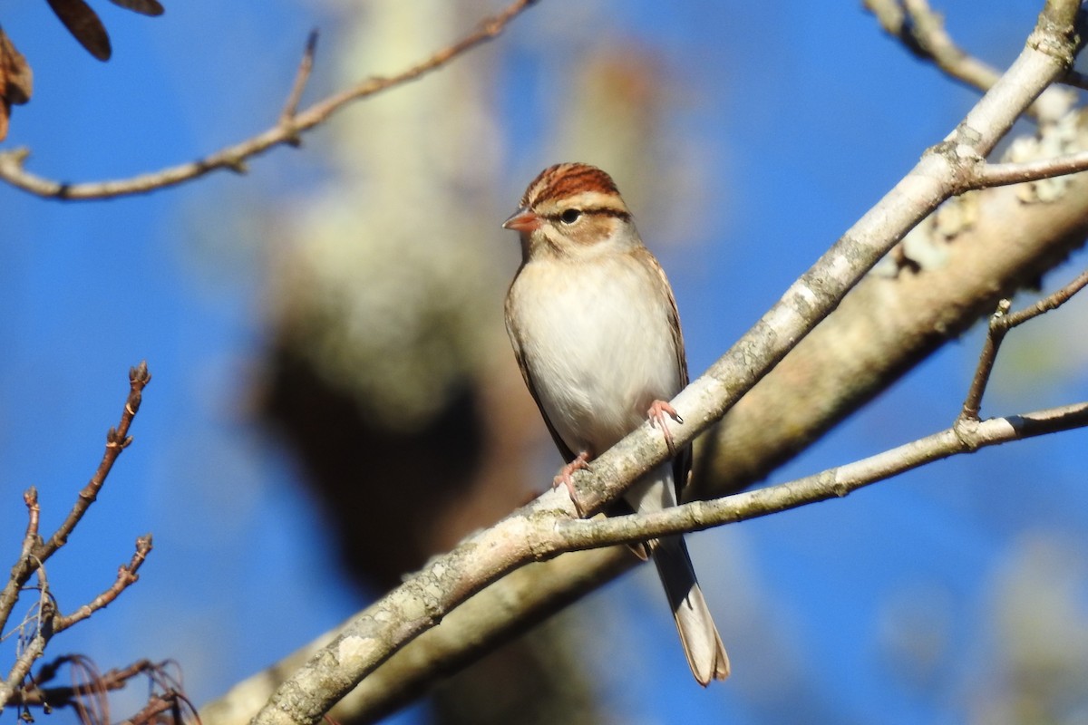Chipping Sparrow - ML645408274