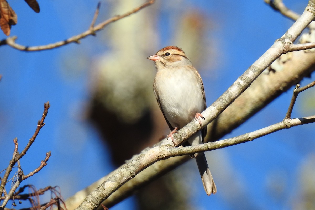 Chipping Sparrow - ML645408275