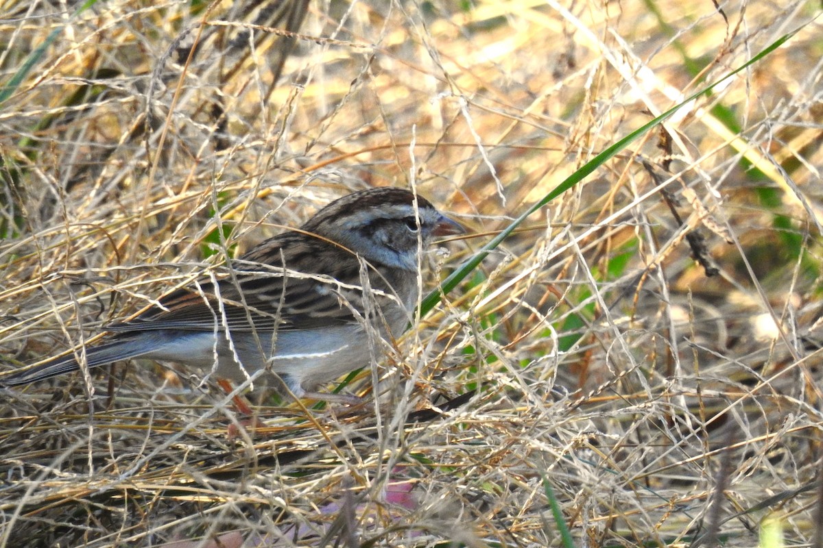 Chipping Sparrow - ML645408276