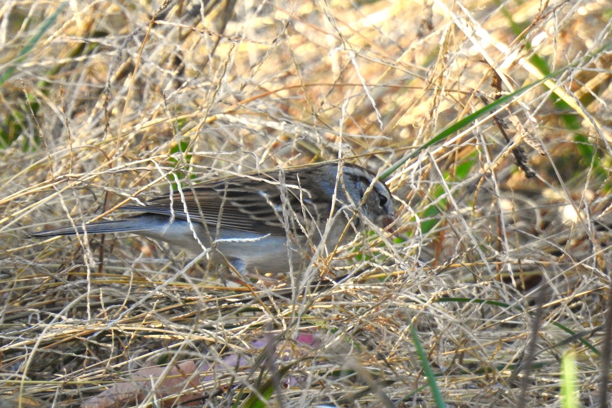 Chipping Sparrow - ML645408277