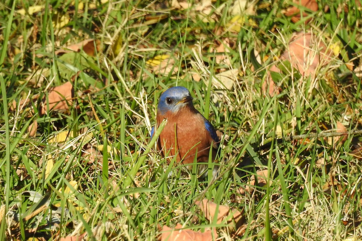 Eastern Bluebird - ML645408292