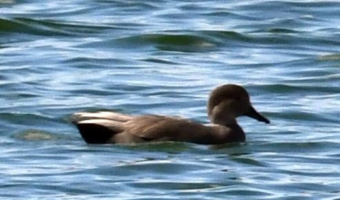 Gadwall - ML645408294