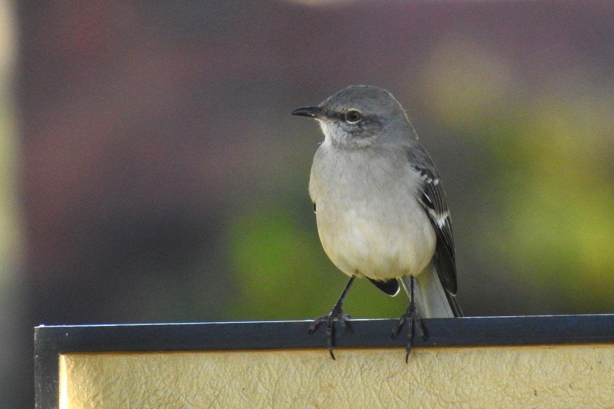 Northern Mockingbird - ML645408299