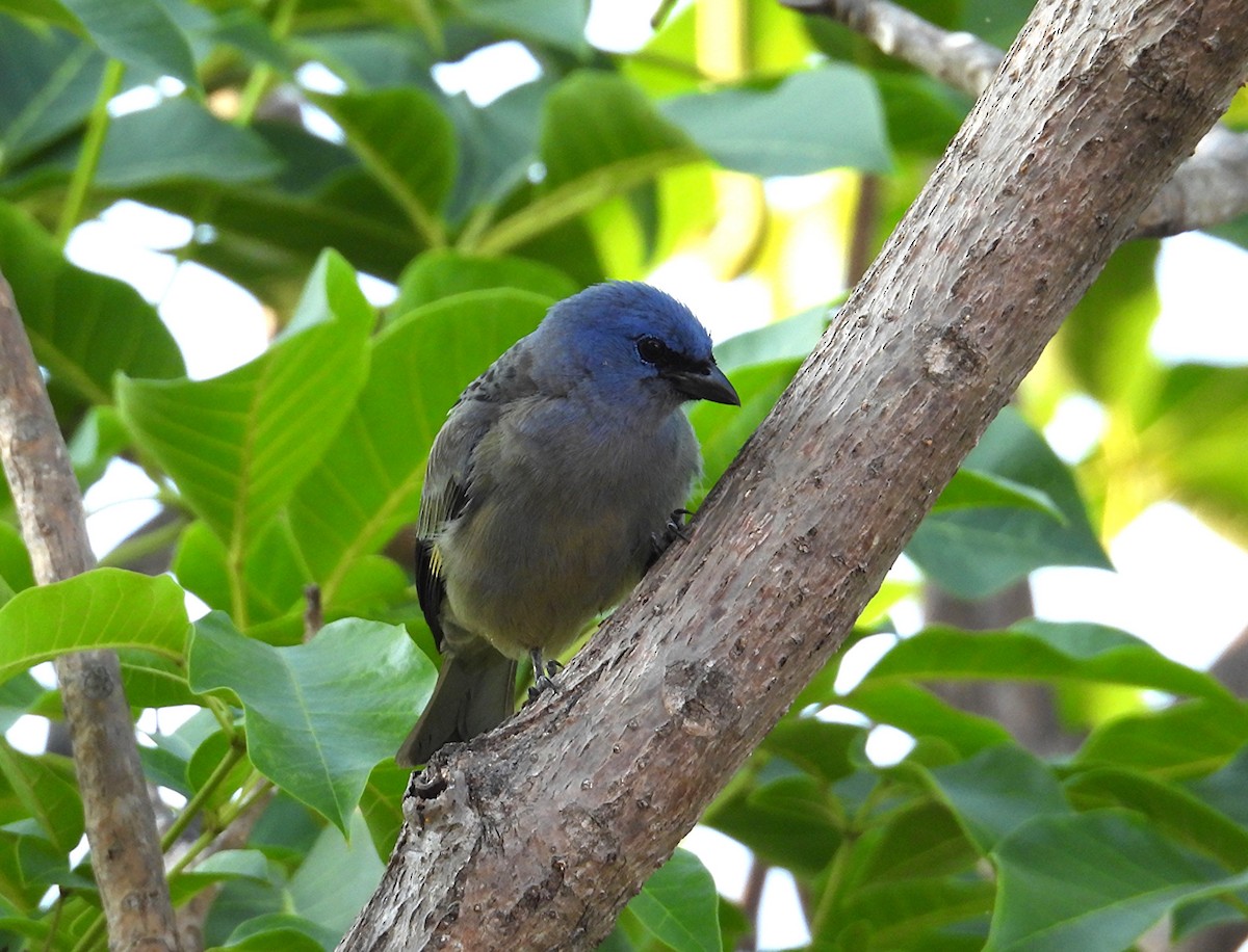 Yellow-winged Tanager - ML645408301