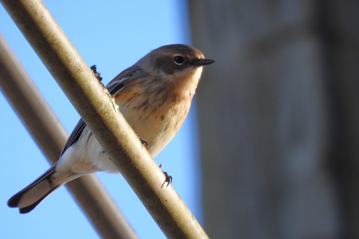 Yellow-rumped Warbler - ML645408325
