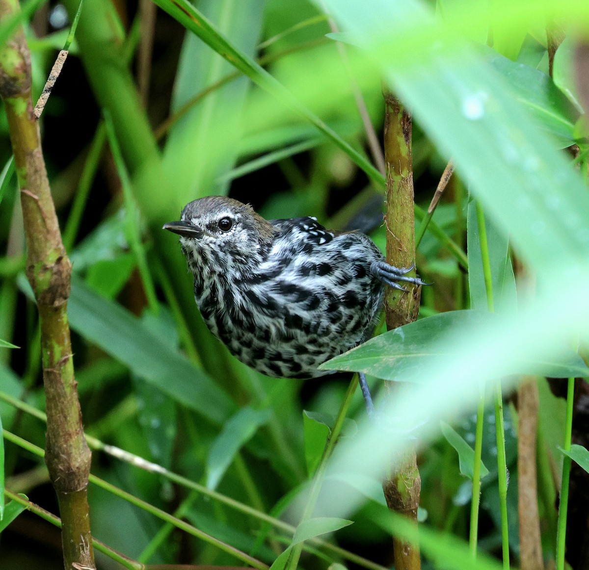 Marsh Antwren (Sao Paulo) - ML645408336