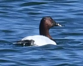 Murgilari bizkarzuria - ML645408340