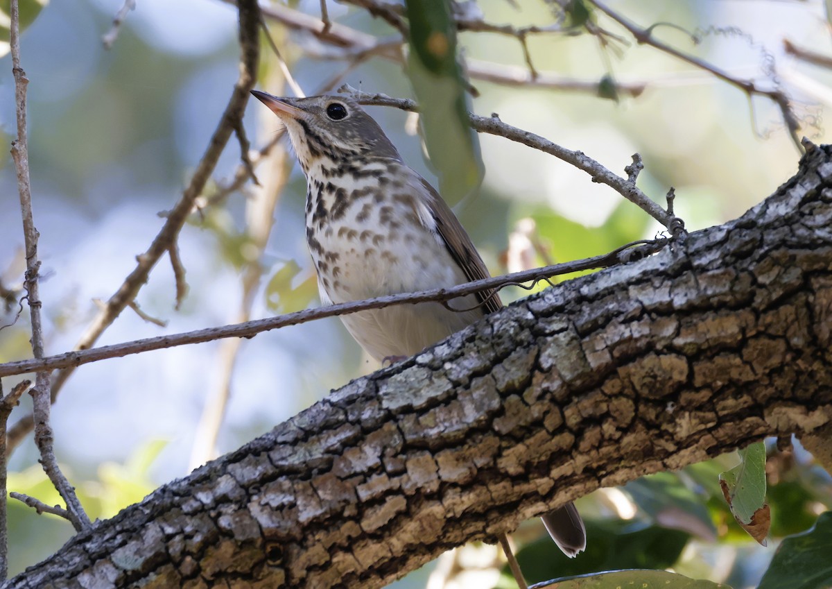 Hermit Thrush - ML645408341