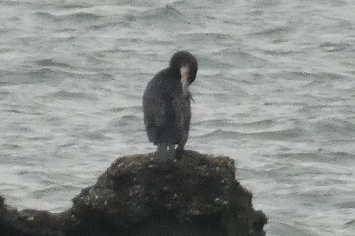 kormorán velký - ML645408354