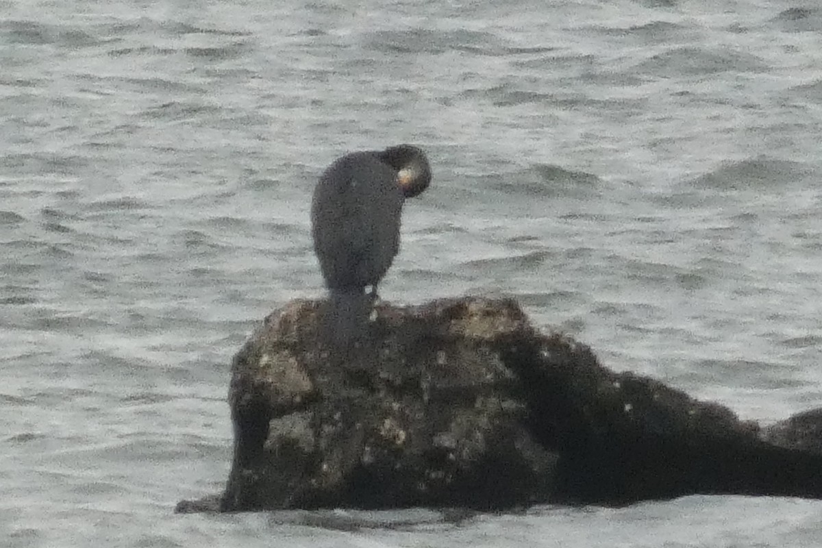 kormorán velký - ML645408355