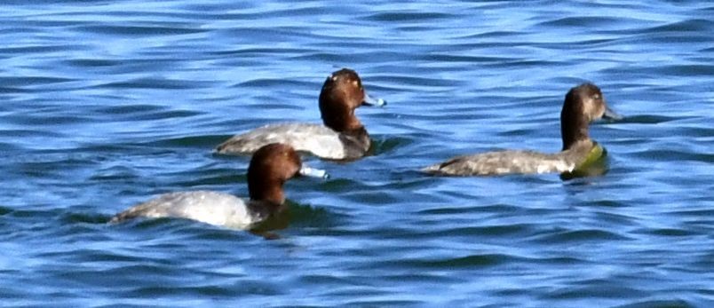 Redhead - ML645408361