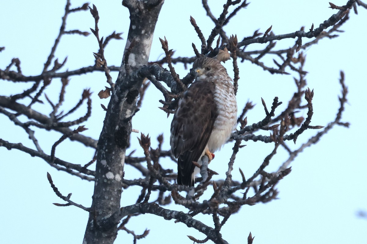 Канюк ширококрилий - ML645408372