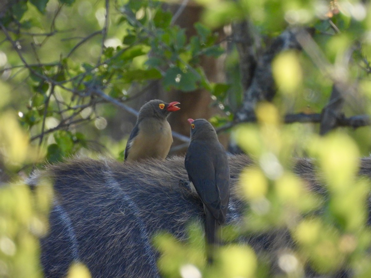 rødnebboksehakker - ML645408374