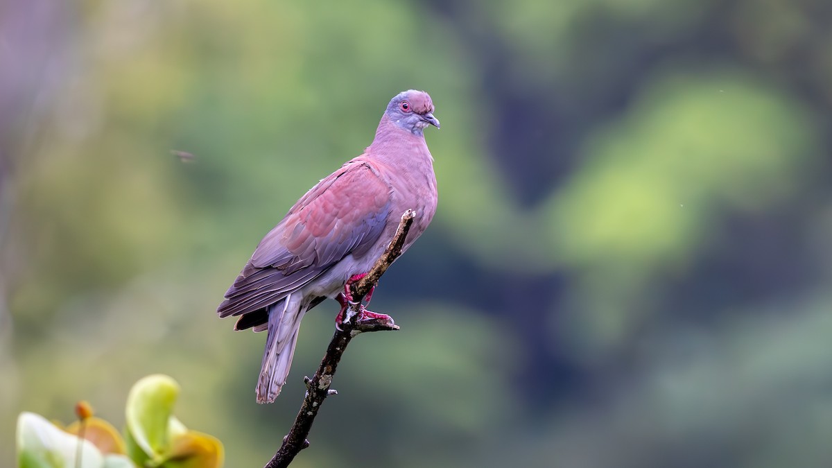 Pale-vented Pigeon - ML645408383
