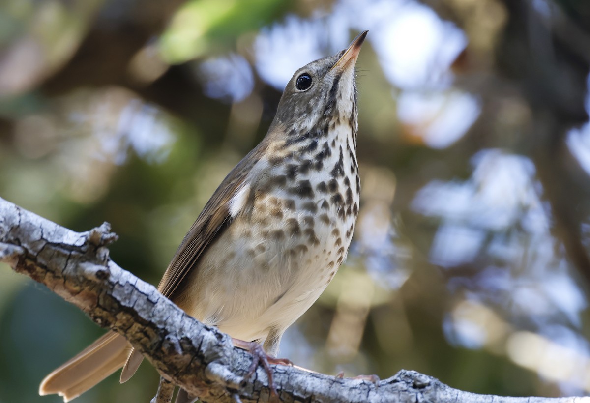 Hermit Thrush - ML645408386
