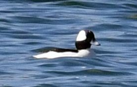 Bufflehead - ML645408412