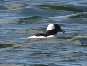 Bufflehead - ML645408413