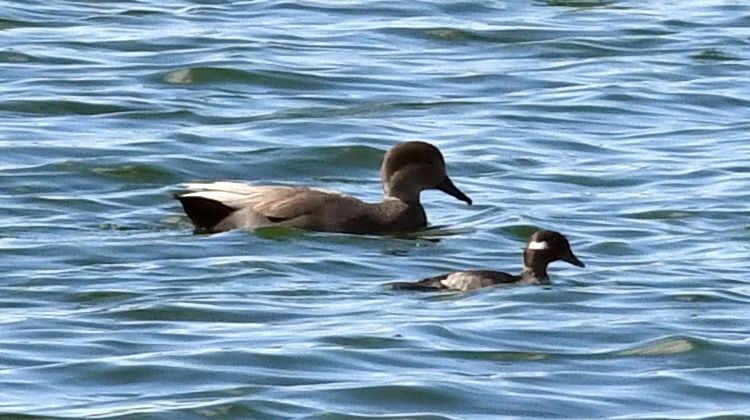 Bufflehead - ML645408414