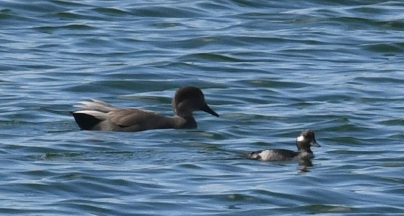 Bufflehead - ML645408415