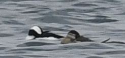 Bufflehead - ML645408416