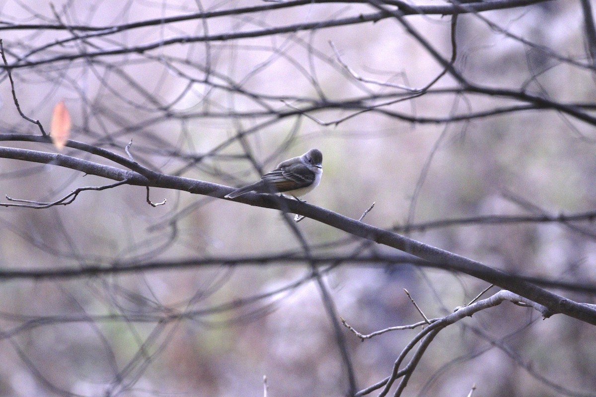 Ash-throated Flycatcher - ML645408418