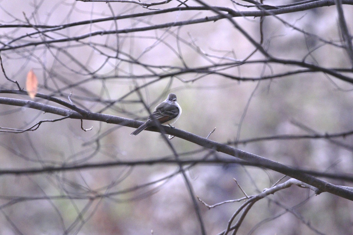 Ash-throated Flycatcher - ML645408419