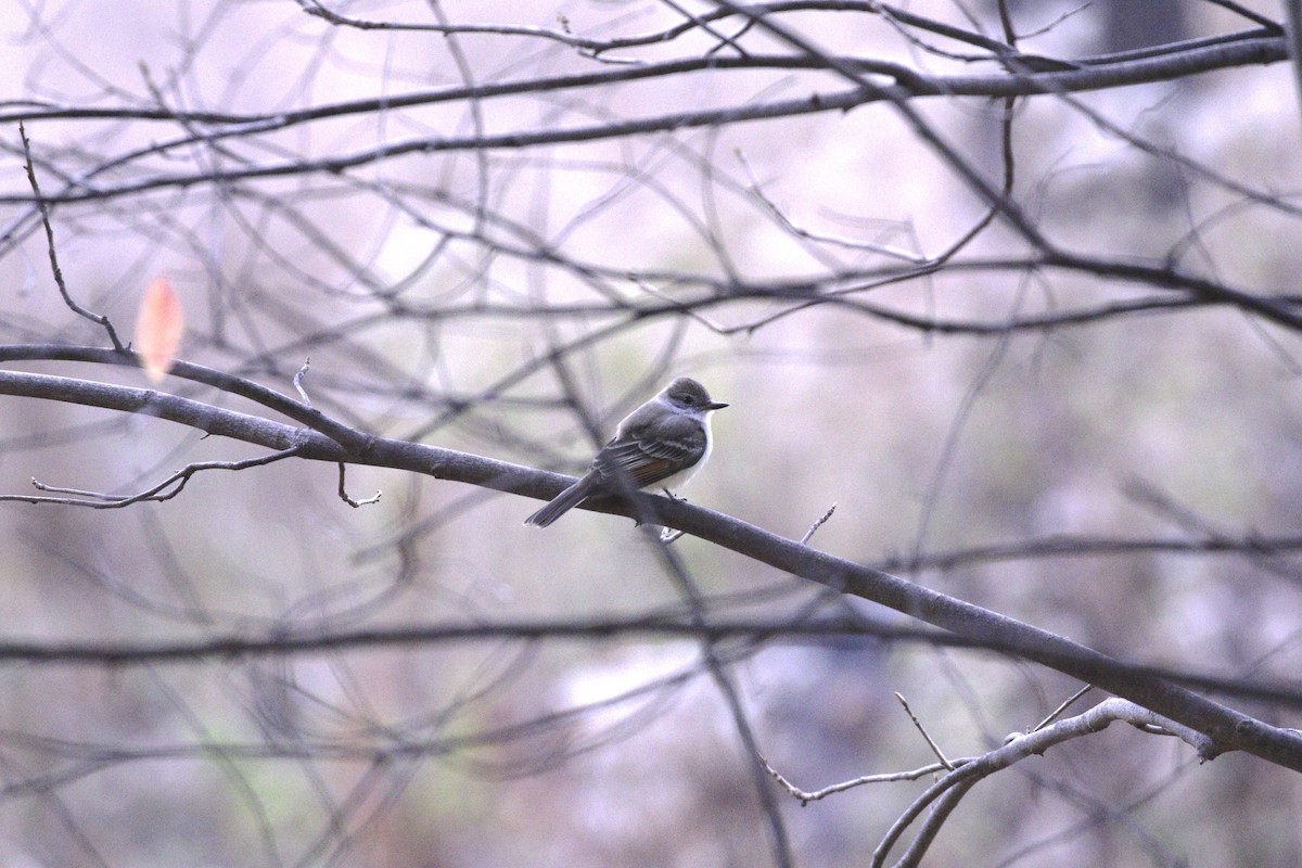 Ash-throated Flycatcher - ML645408420