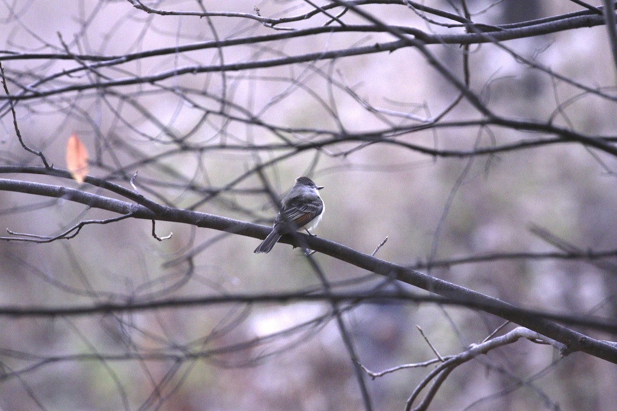 Ash-throated Flycatcher - ML645408421