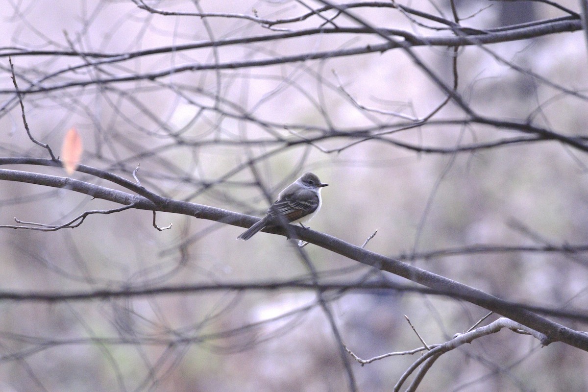 Ash-throated Flycatcher - ML645408422