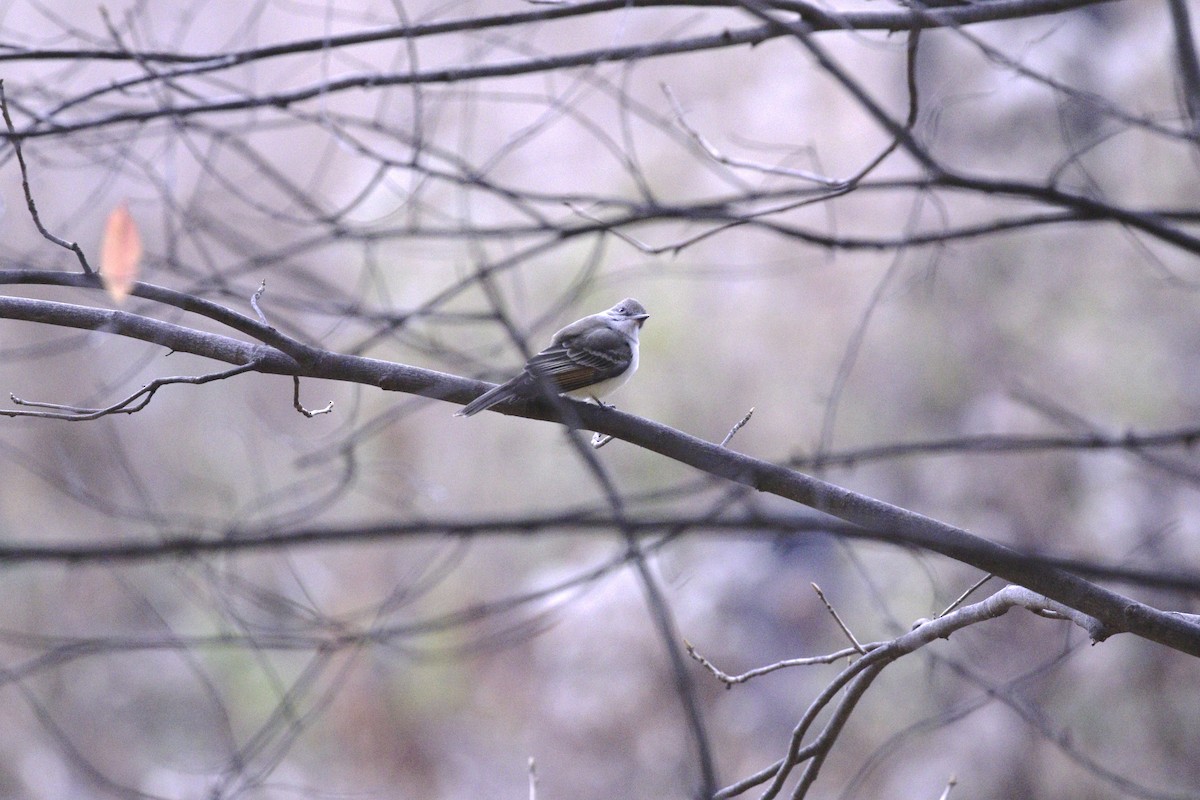 Ash-throated Flycatcher - ML645408423