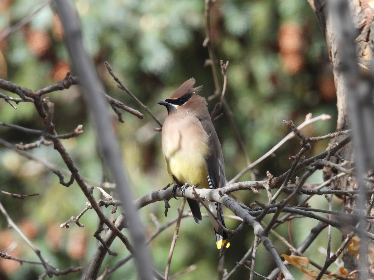 Cedar Waxwing - ML645408428