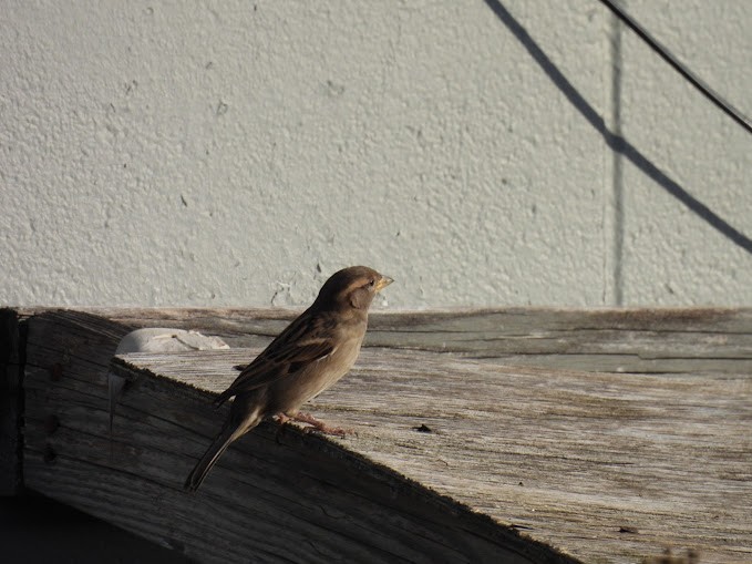 Горобець хатній - ML645408446