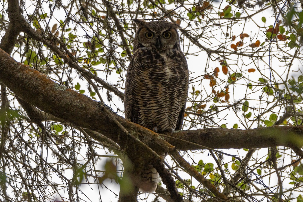 Пугач віргінський - ML645408467