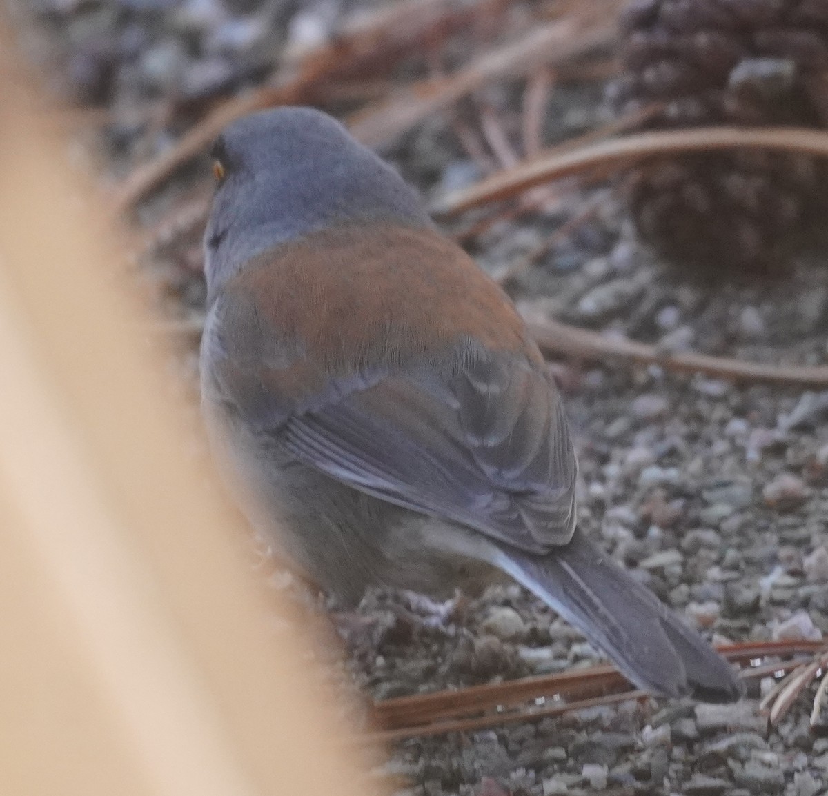 Yellow-eyed Junco - ML645408477