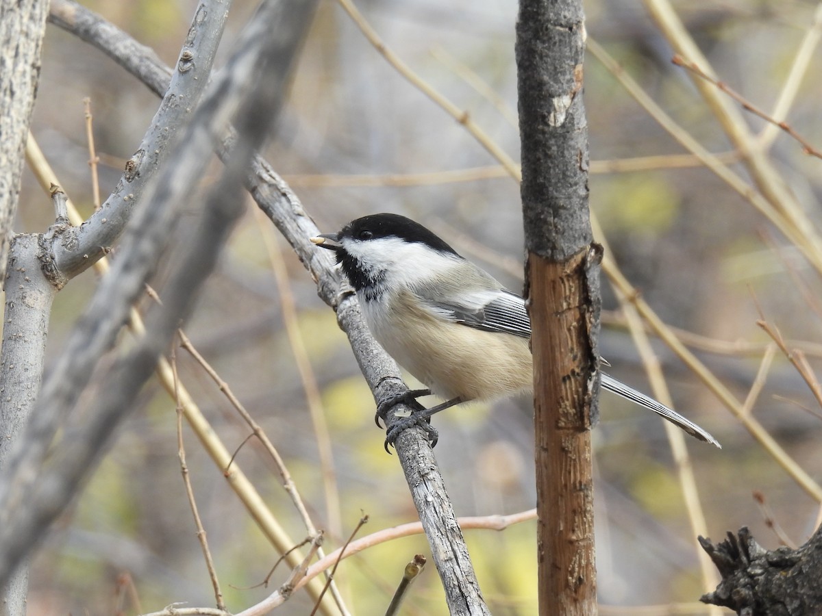 Black-capped Chickadee - ML645408506