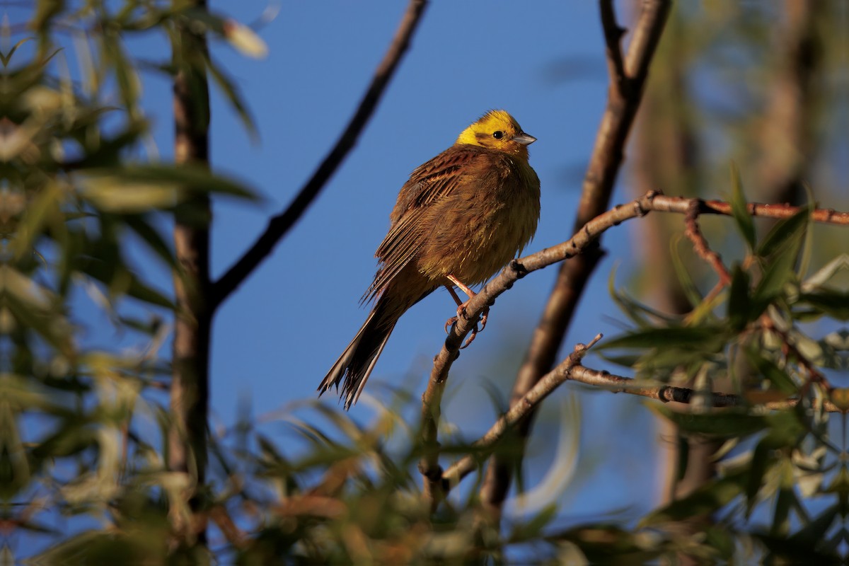 Berdantza horia - ML645408510