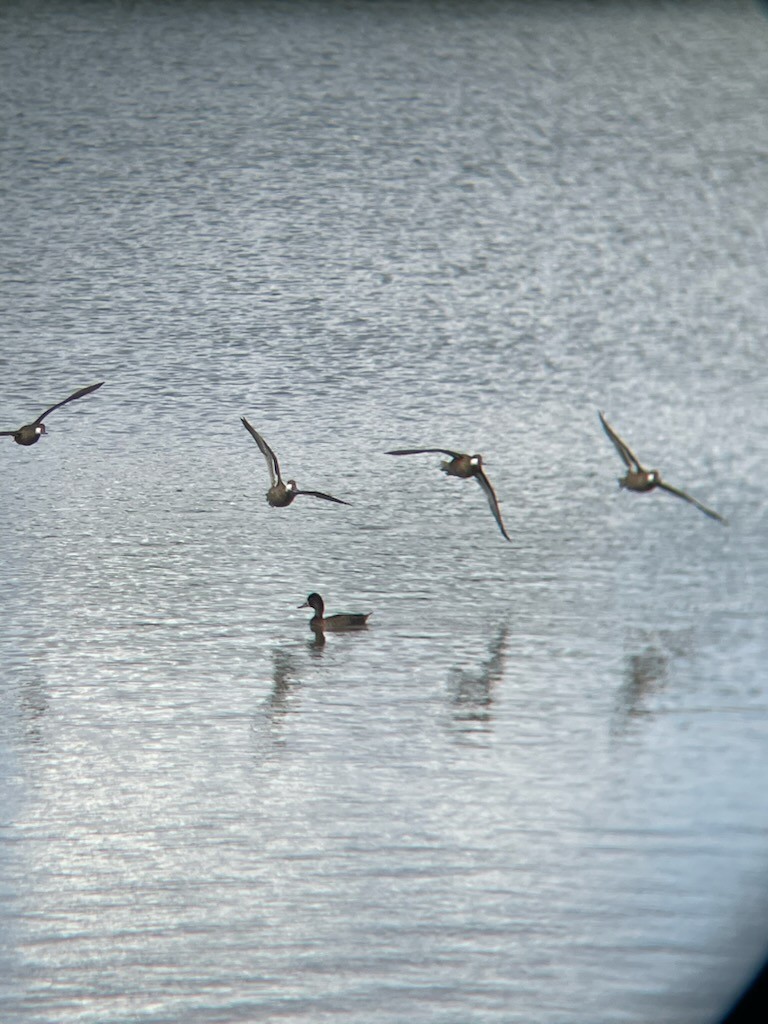 Bahamaente - ML645408515