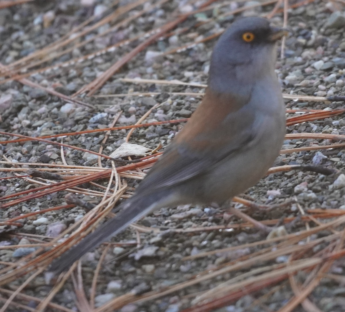Yellow-eyed Junco - ML645408516