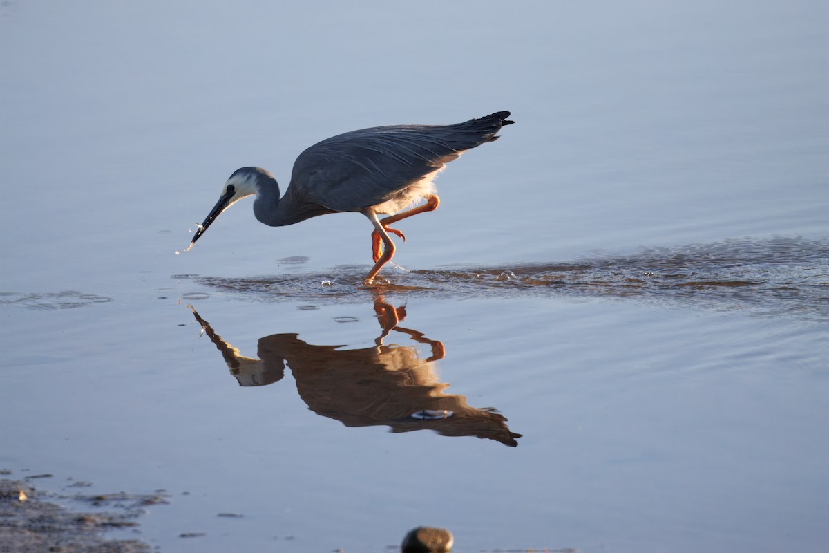 White-faced Heron - ML645408518