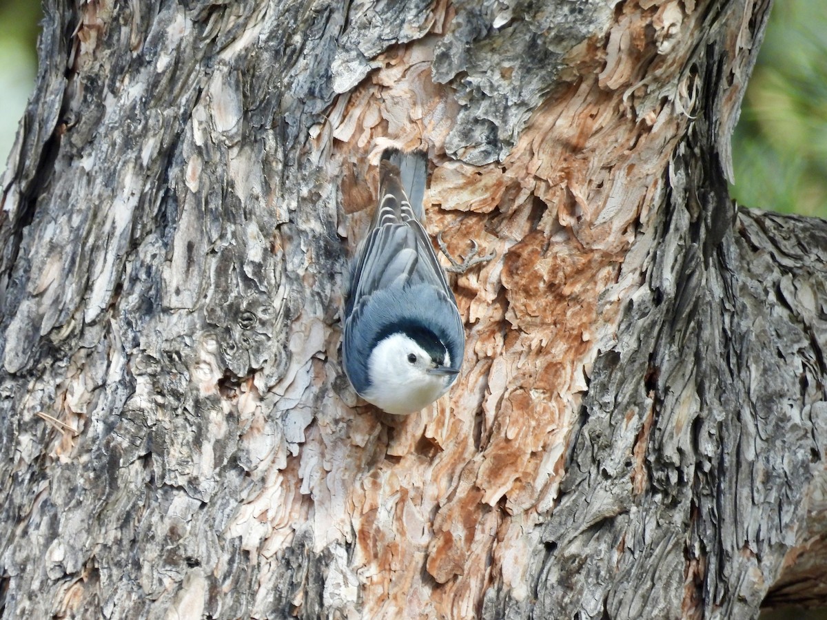 White-breasted Nuthatch - ML645408519