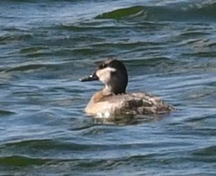 Ruddy Duck - ML645408533