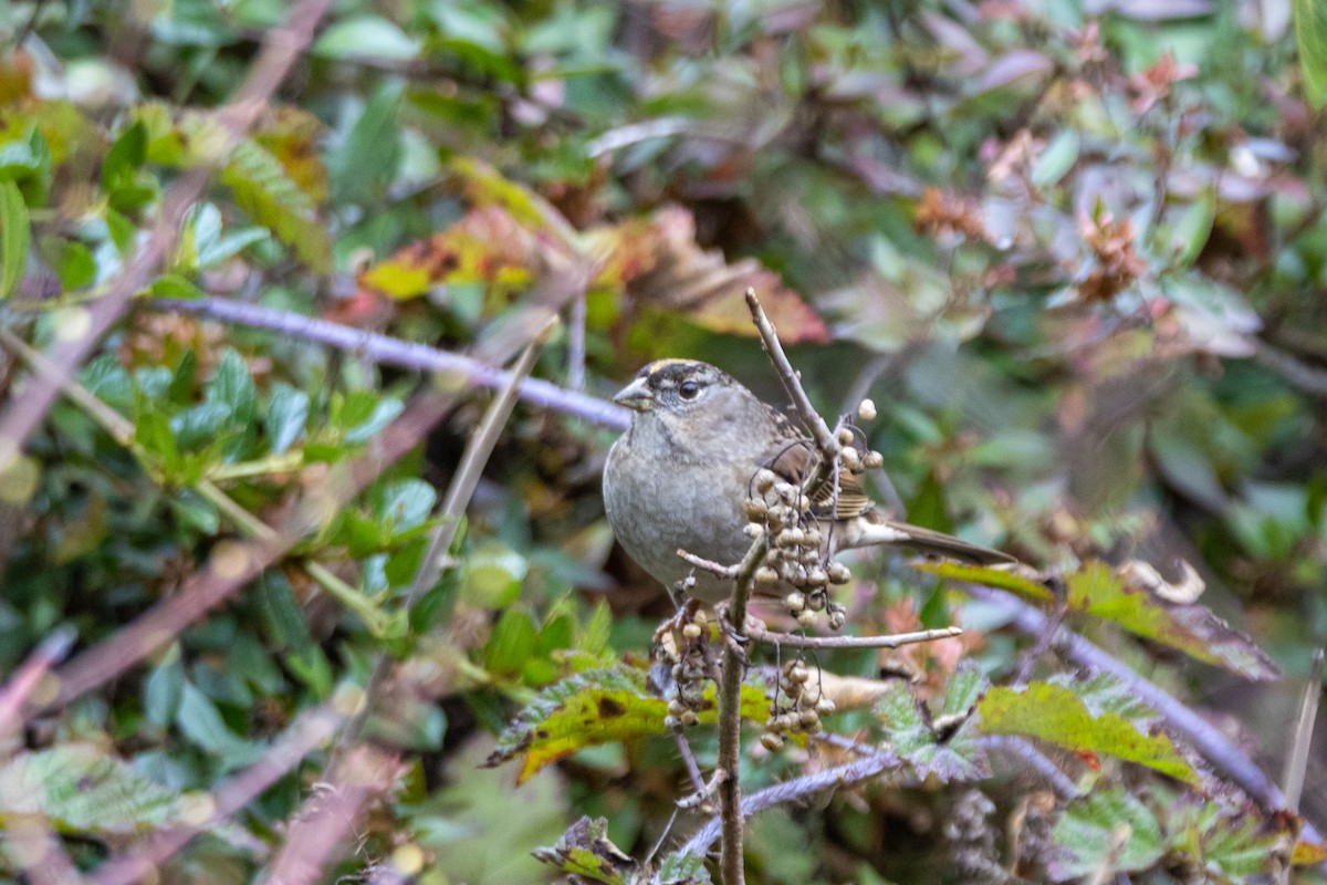 Чернобровая овсянка - ML645408534